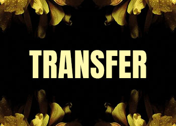 Primavera Sound 2023 Transfer